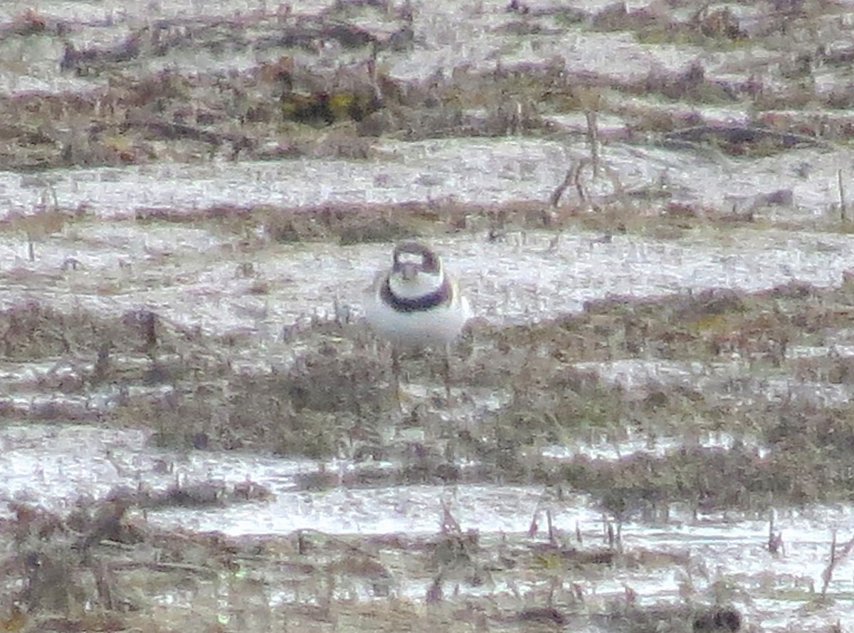 Semipalmated Plover - ML622052179