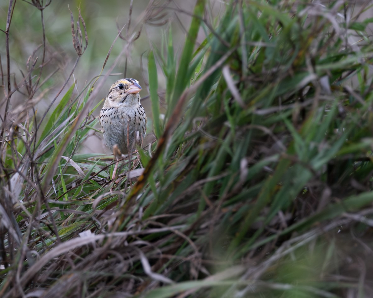 Henslow's Sparrow - ML622052180