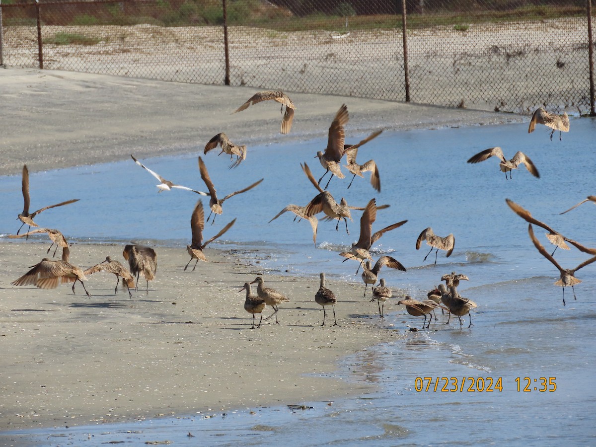 Marbled Godwit - ML622052181