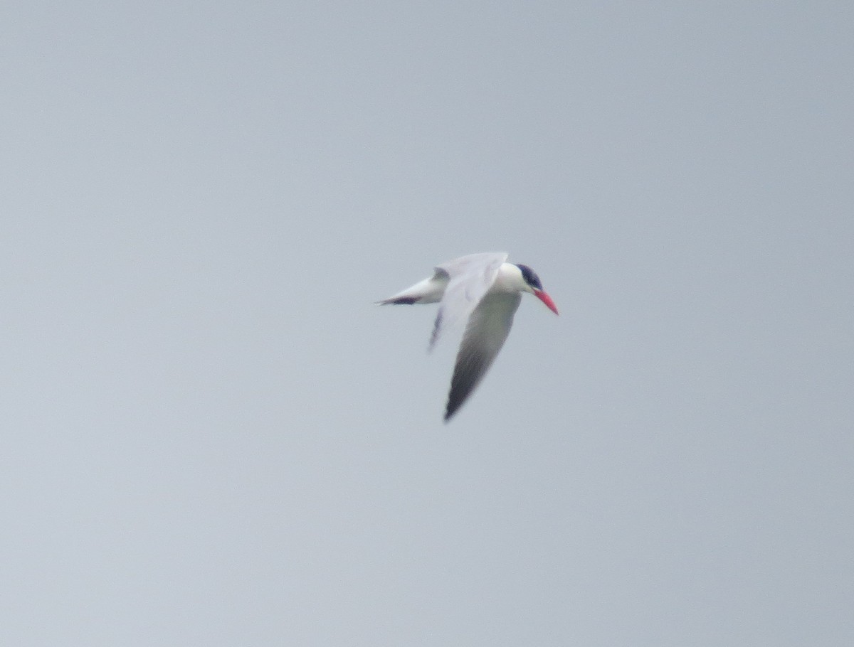 Caspian Tern - ML622052183