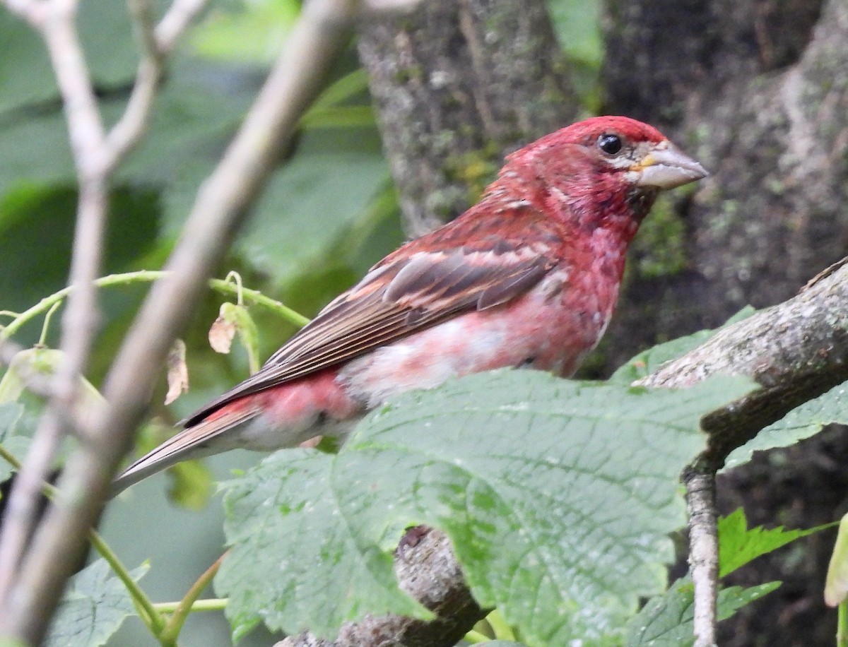 Purple Finch - ML622052187