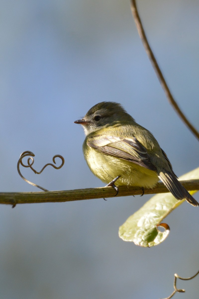 Planalto Tyrannulet - ML622052188