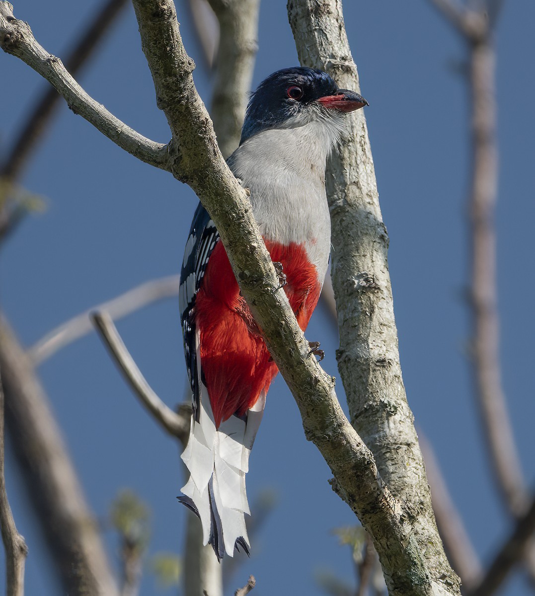 trogon kubánský - ML622052189