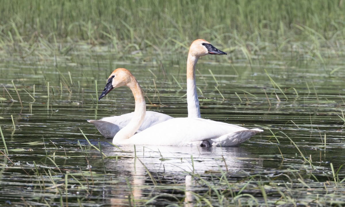 Trumpeter Swan - ML622052191