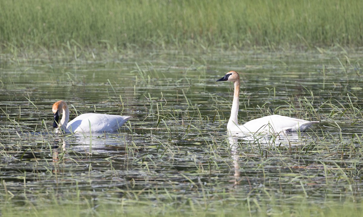 Trumpeter Swan - ML622052192