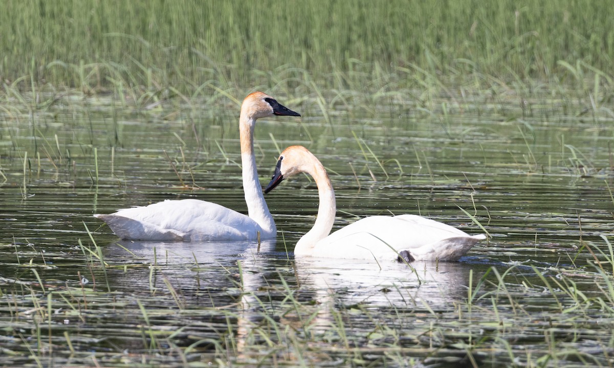 Trumpeter Swan - ML622052193