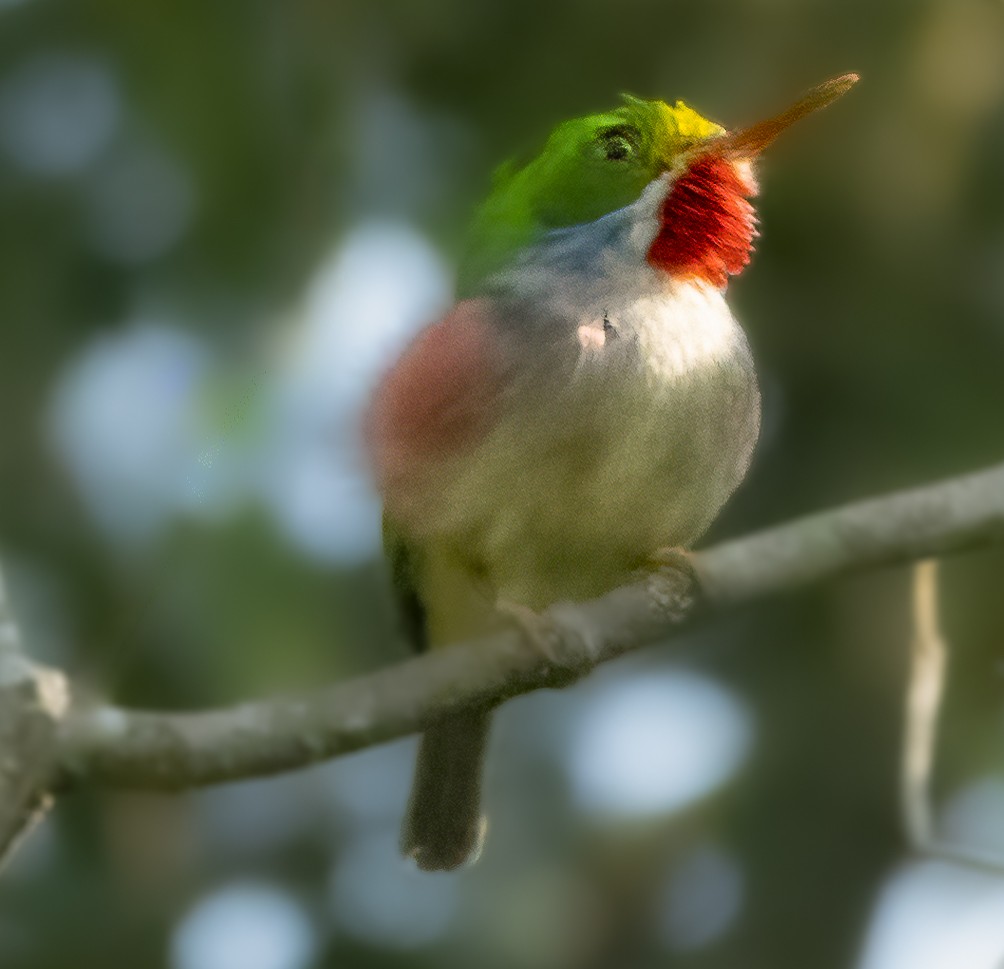 Cuban Tody - ML622052194