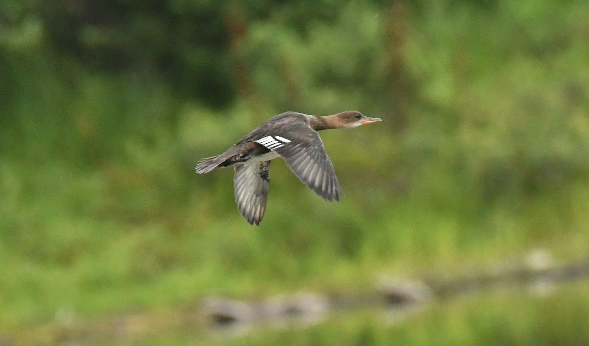 Hooded Merganser - ML622052195