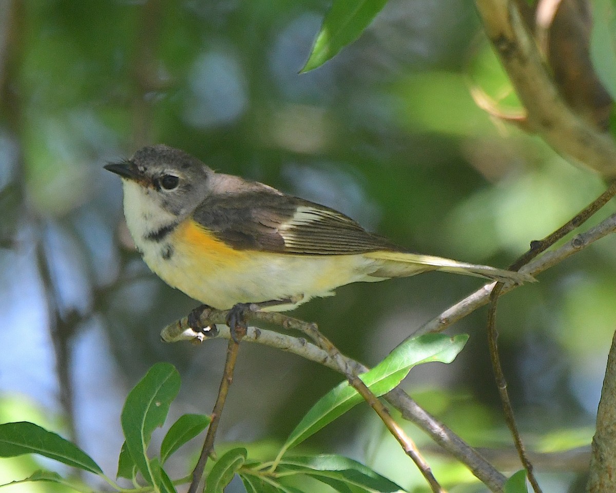 American Redstart - ML622052196