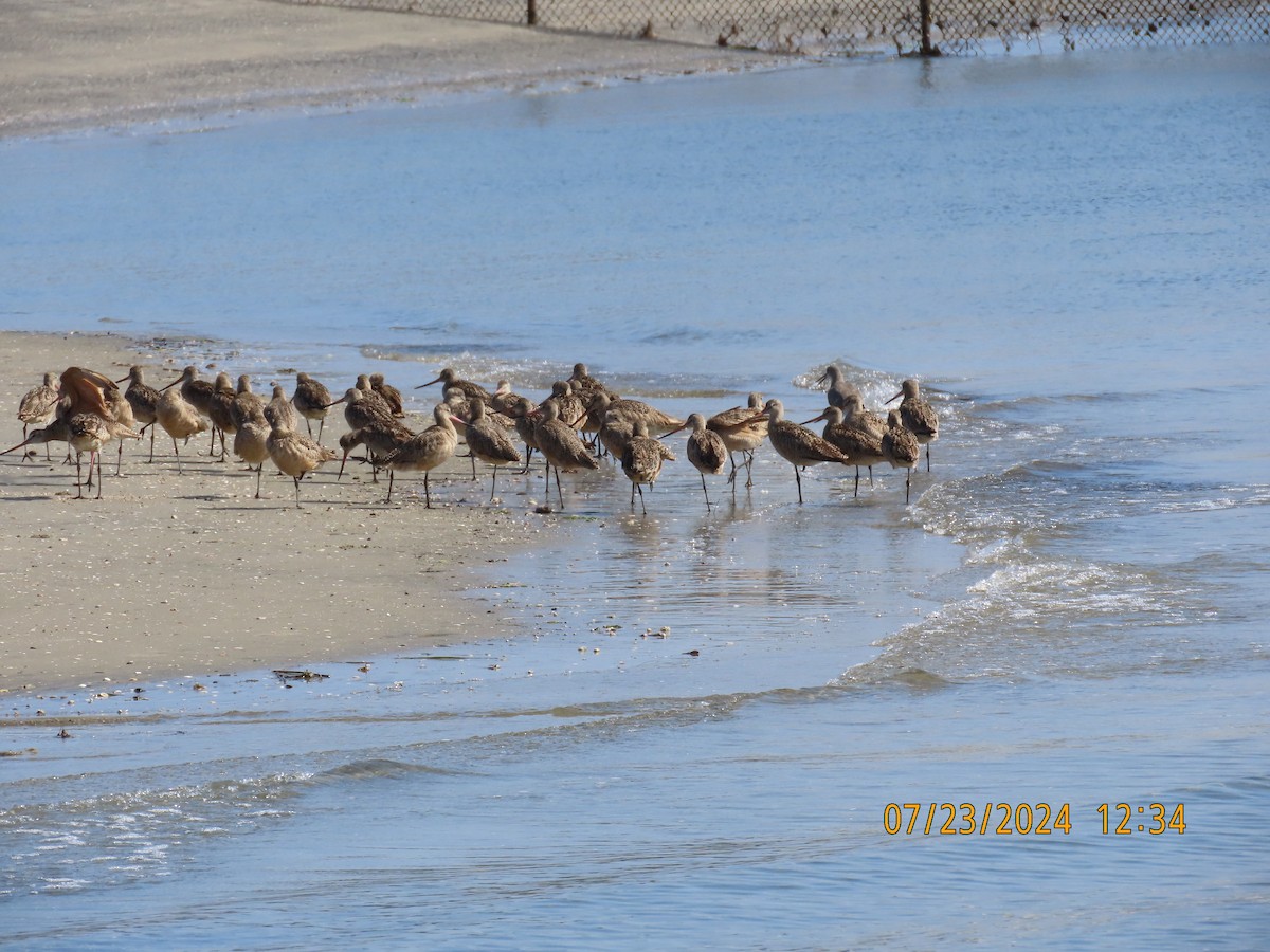 Marbled Godwit - ML622052201