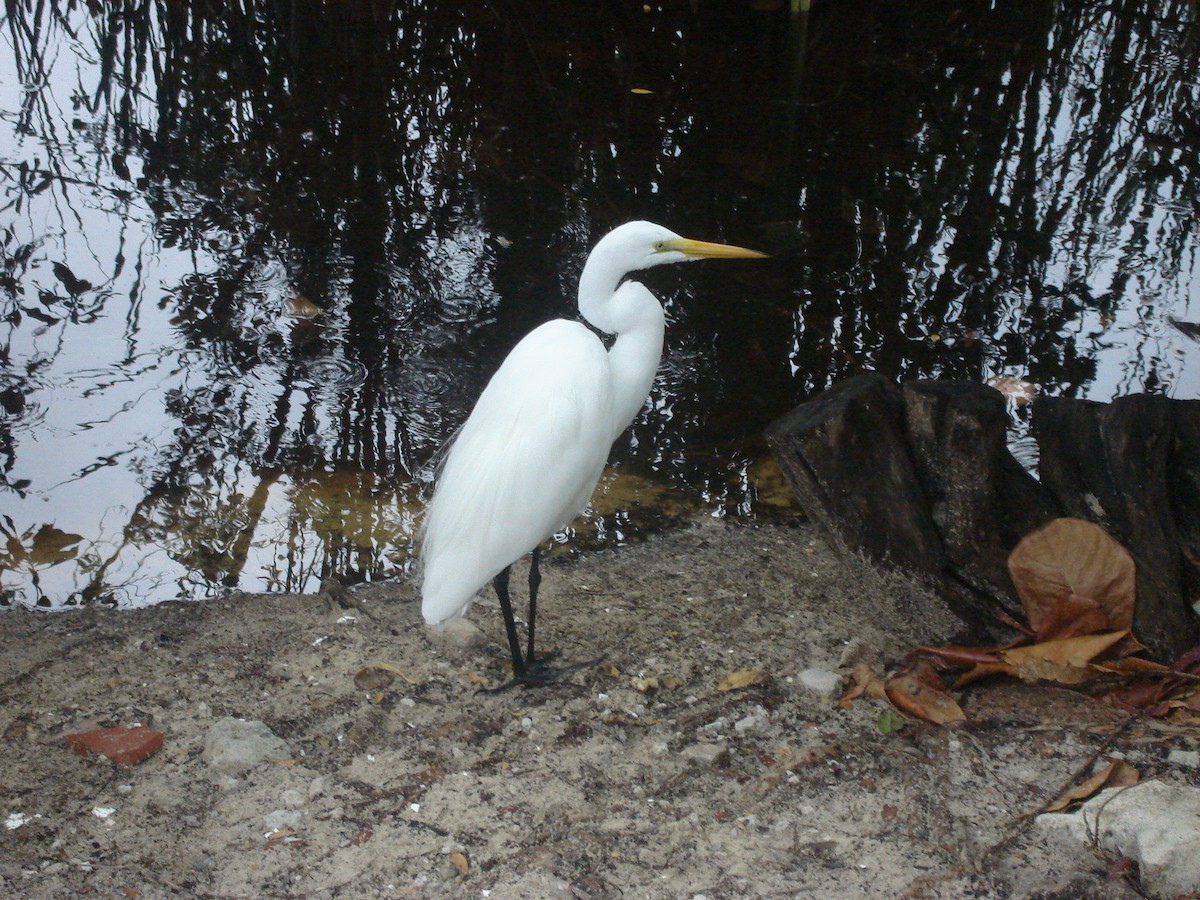 Great Egret - Eugenia Boggiano