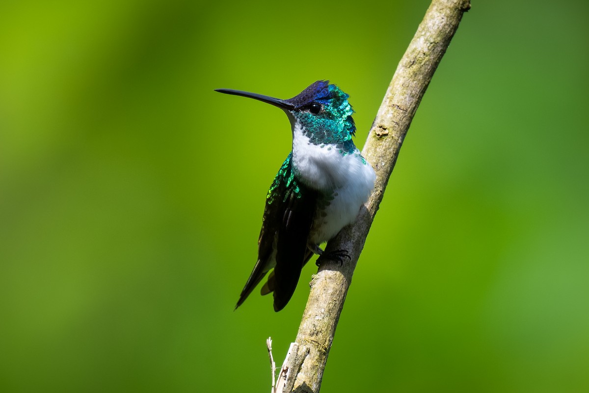 kolibřík andský - ML622052208
