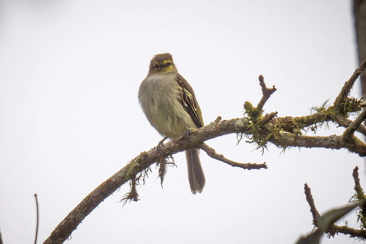 Golden-faced Tyrannulet - ML622052213