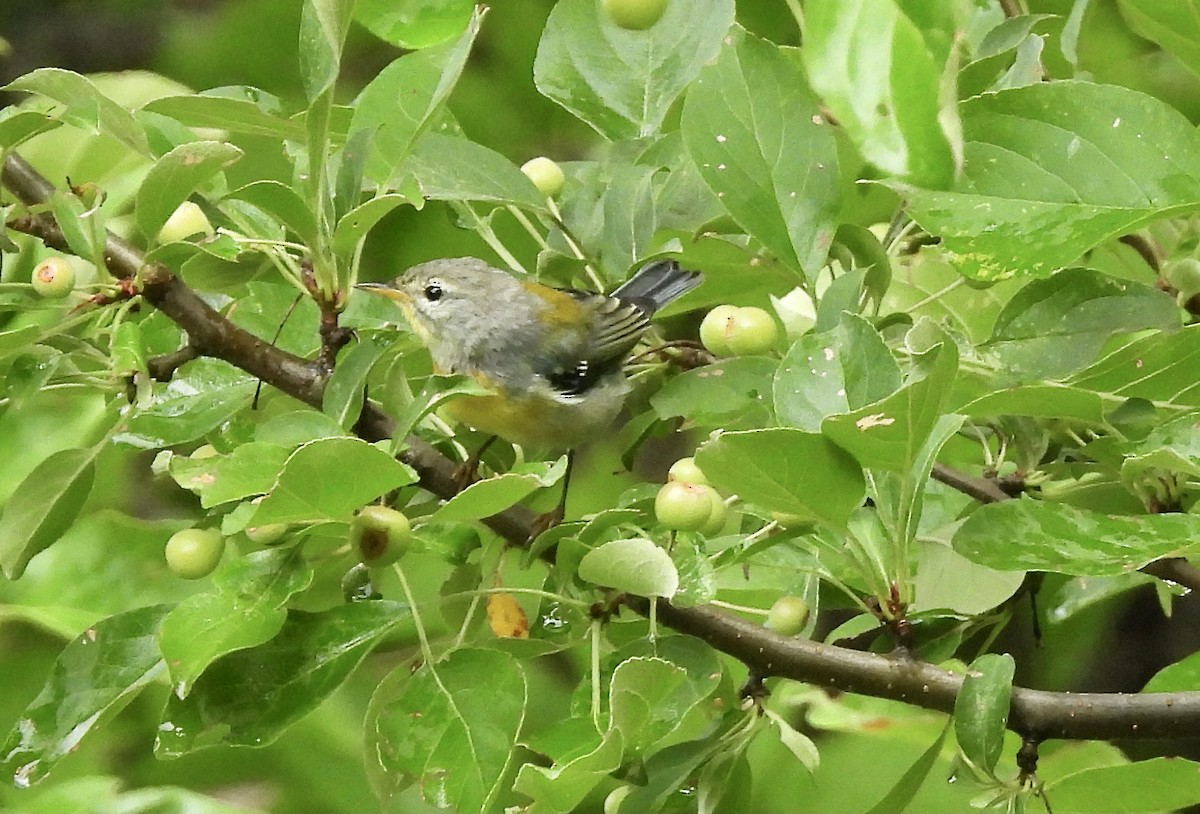 Parula Norteña - ML622052214