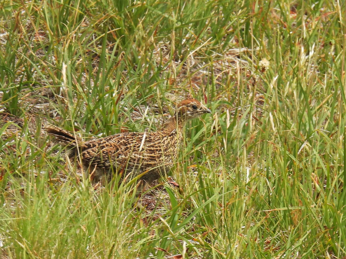 Gallo Fuliginoso - ML622052217