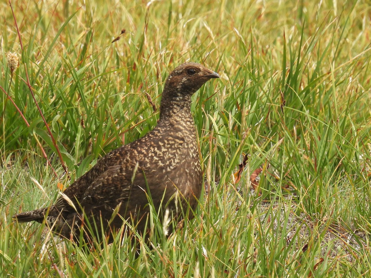 Gallo Fuliginoso - ML622052218