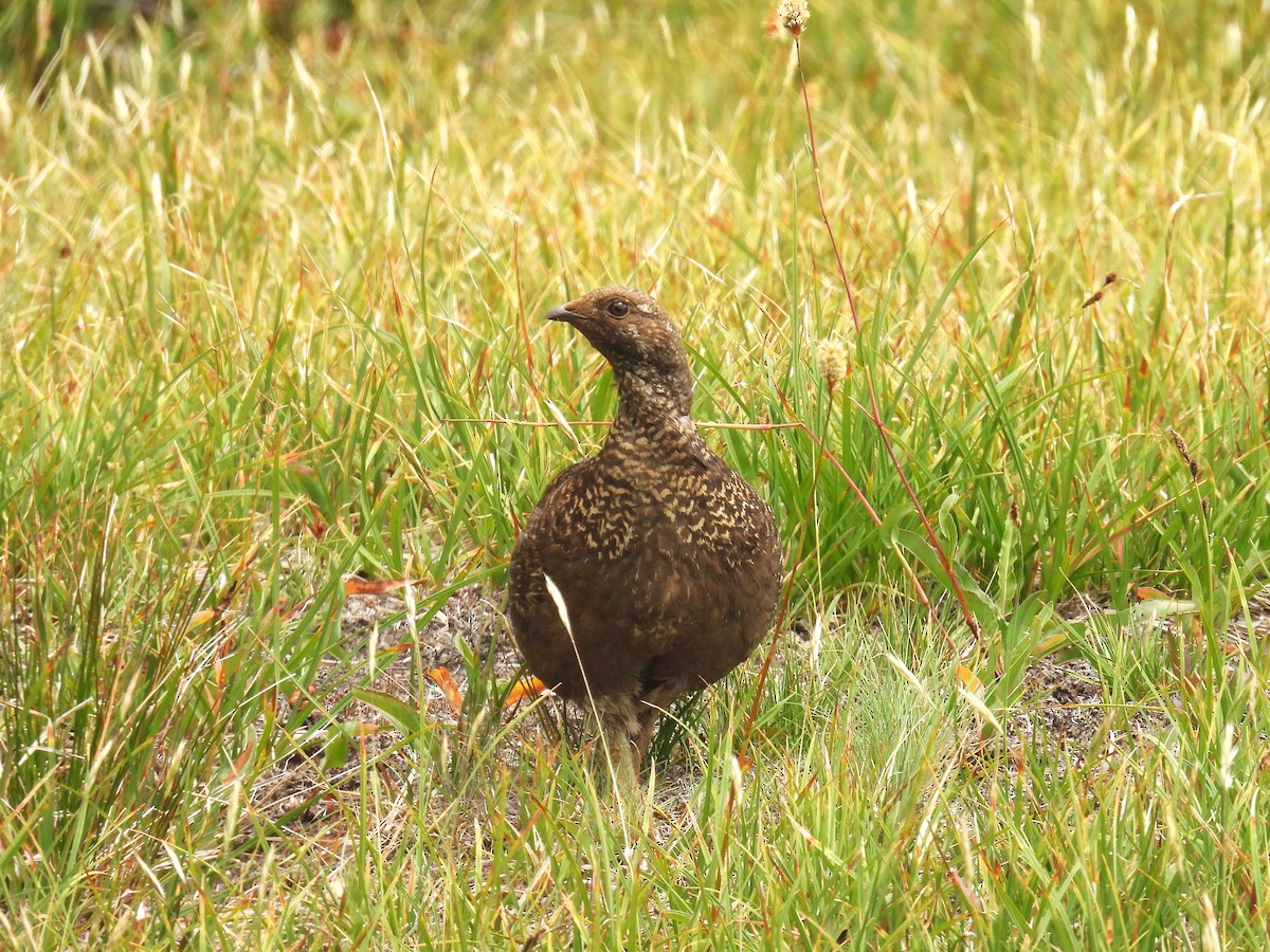 Gallo Fuliginoso - ML622052220