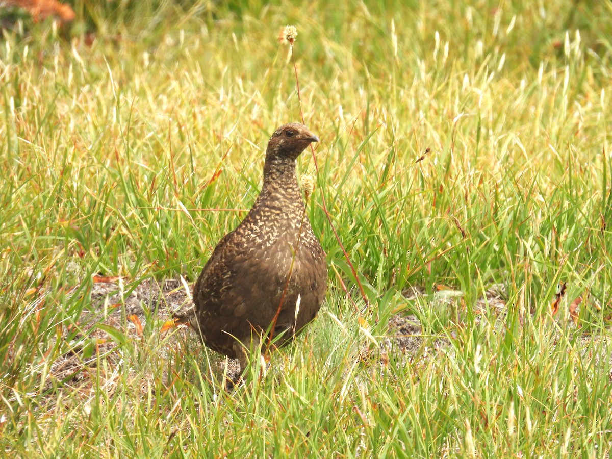 Sooty Grouse - Chris Chappell