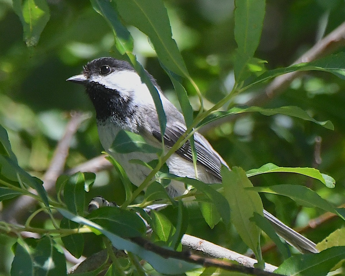 Black-capped Chickadee - ML622052223