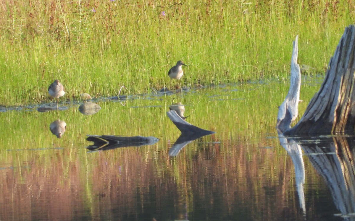 Solitary Sandpiper - ML622052227