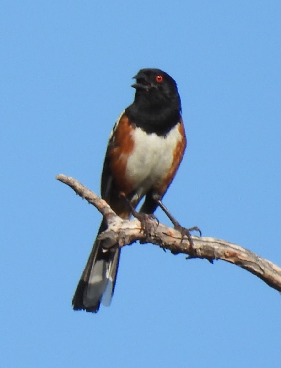 Spotted Towhee (maculatus Group) - ML622052228