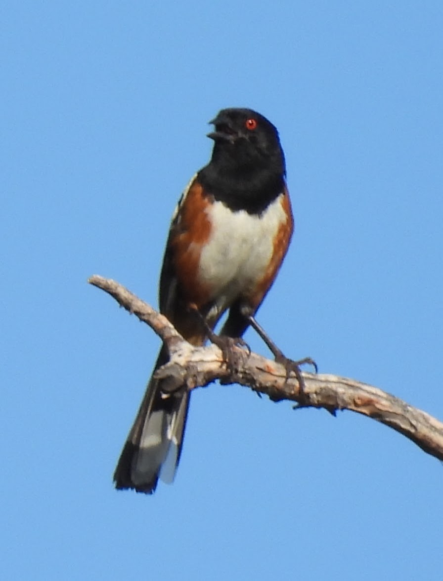 Toquí Moteado (grupo maculatus) - ML622052228