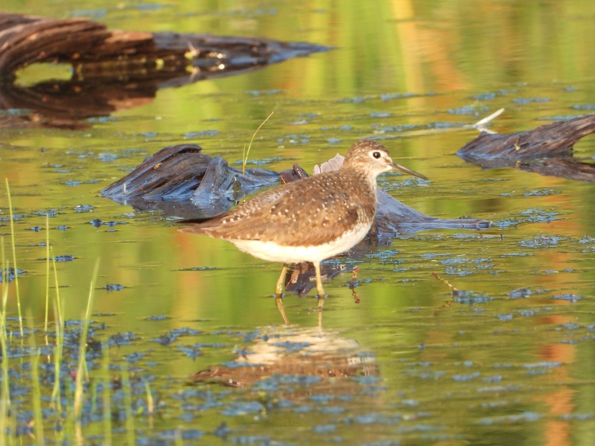 Solitary Sandpiper - ML622052229