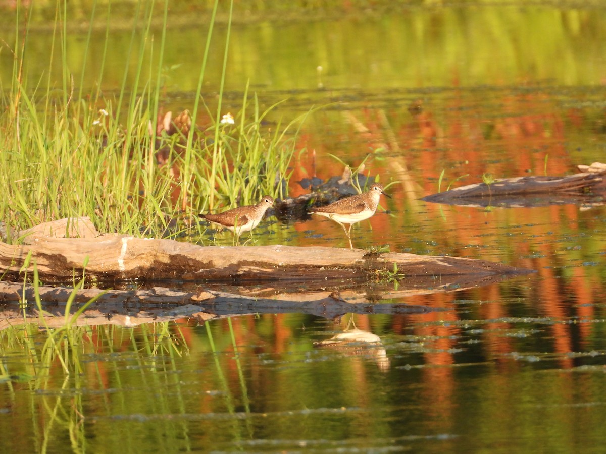 Solitary Sandpiper - ML622052231