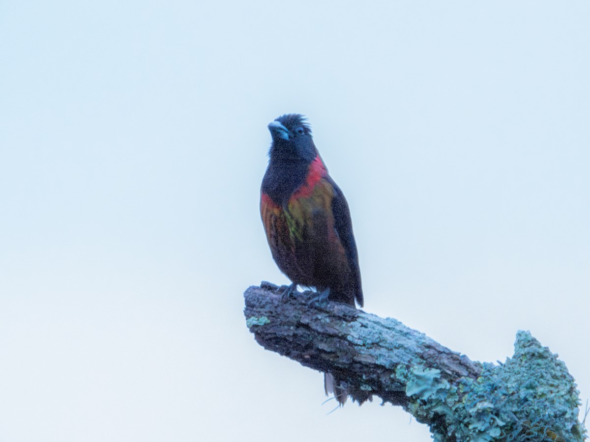 Crimson-collared Grosbeak - ML622052232