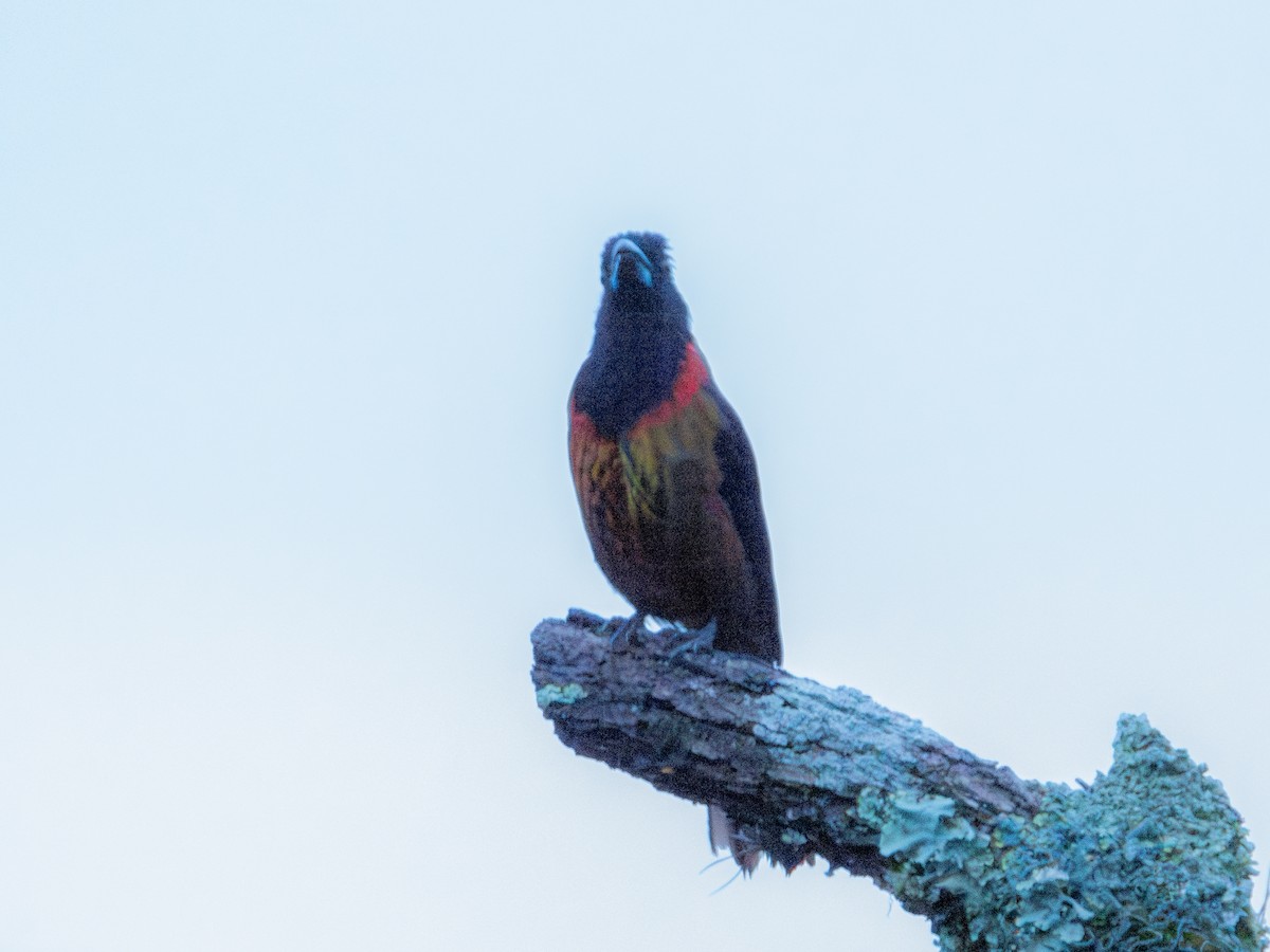 Crimson-collared Grosbeak - ML622052233