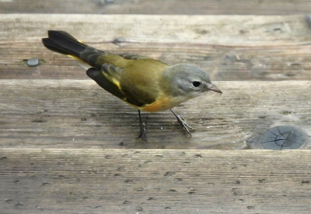 American Redstart - ML622052239