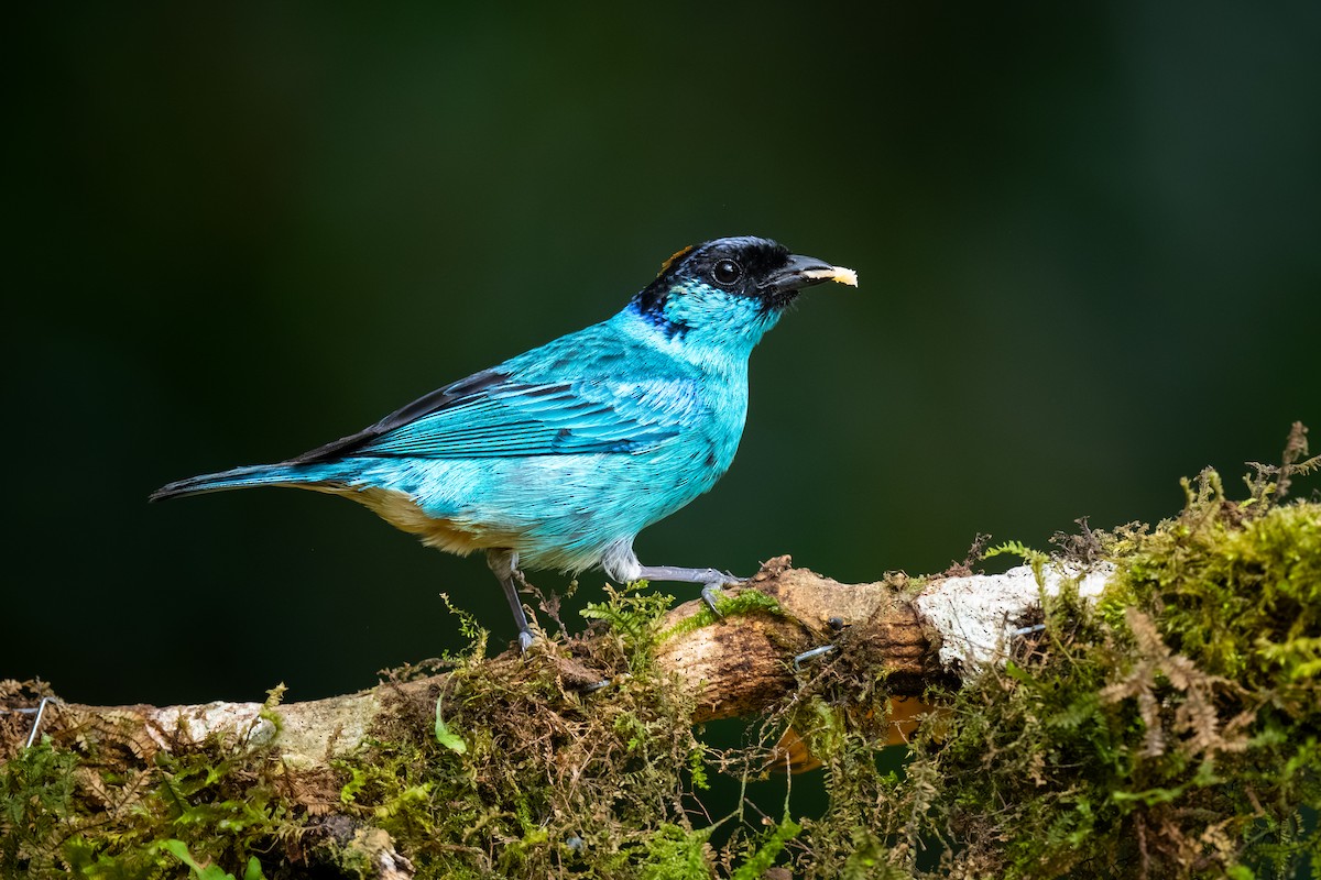 Golden-naped Tanager - ML622052249