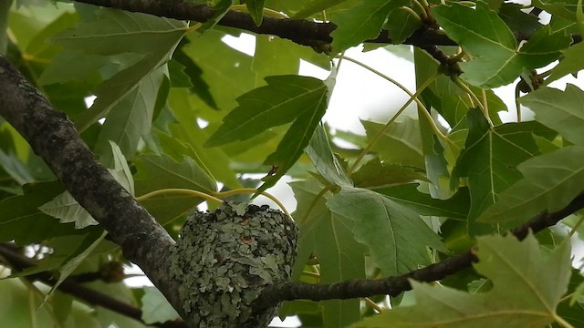 Ruby-throated Hummingbird - ML622052252