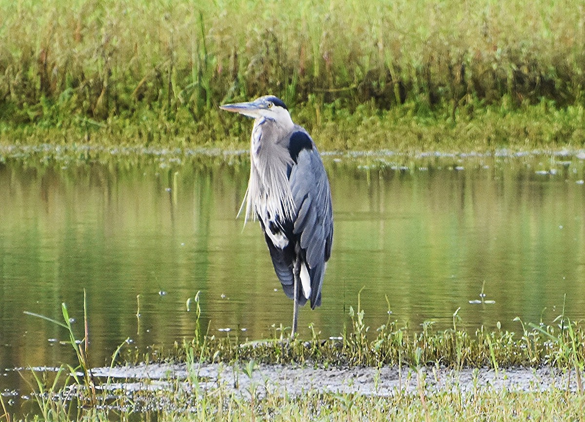 Garza Azulada - ML622052254