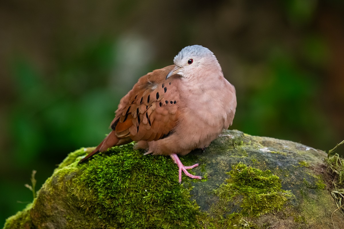 Ruddy Ground Dove - ML622052257