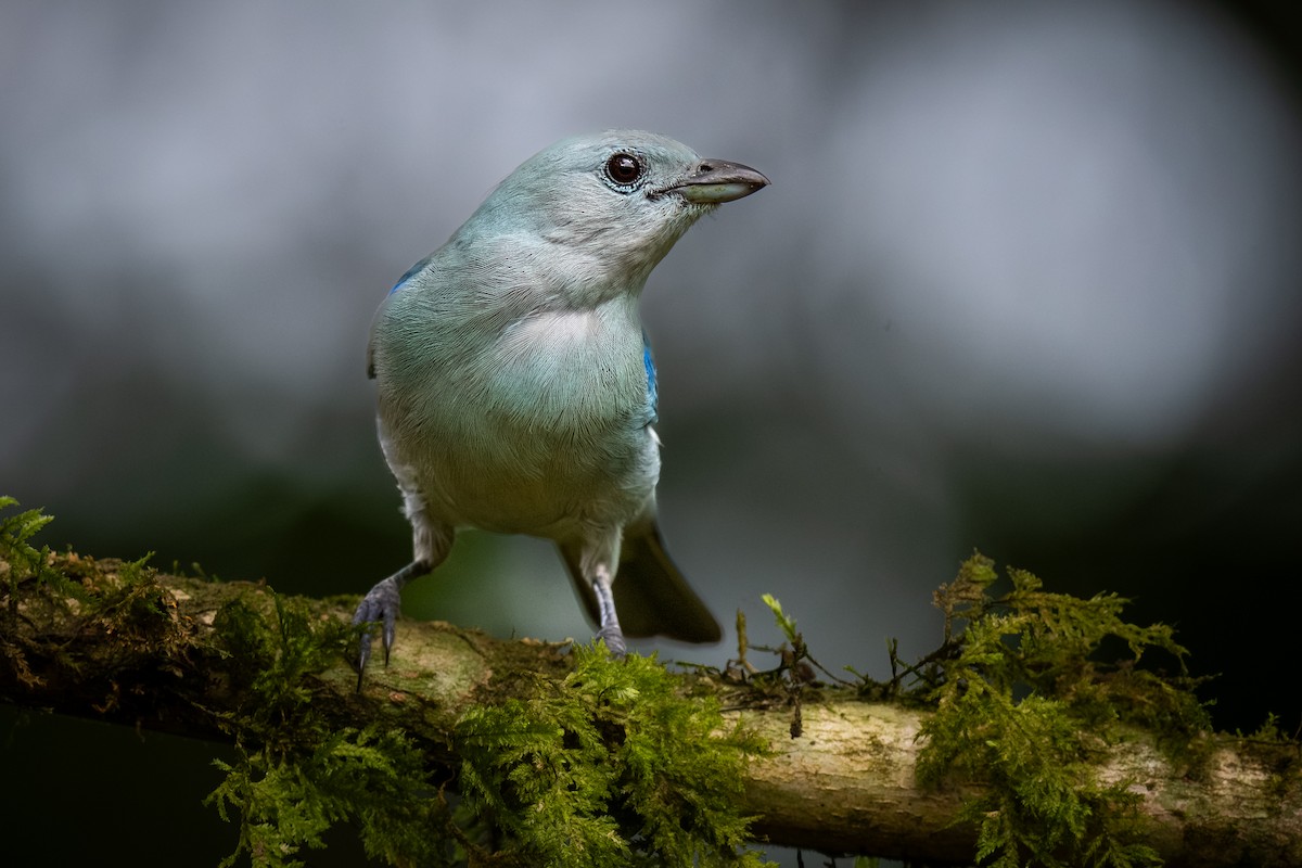 Blue-gray Tanager - ML622052266
