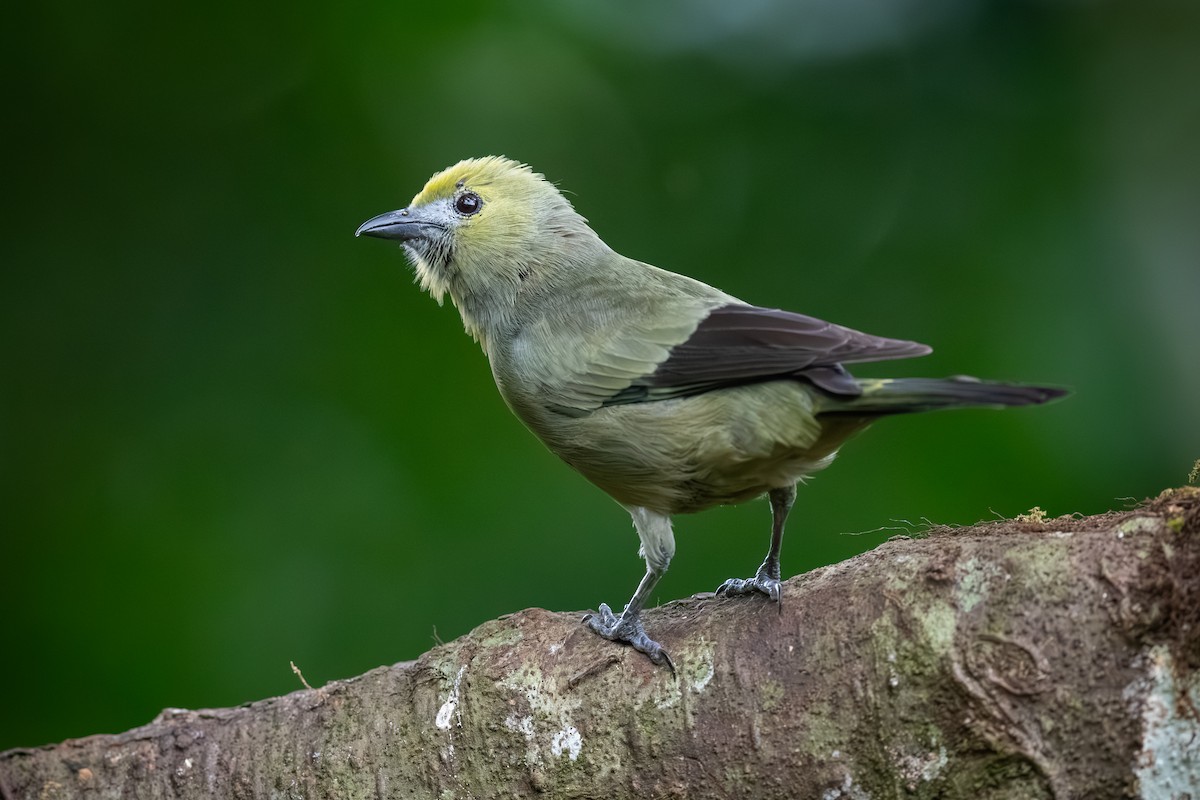 Palm Tanager - ML622052270