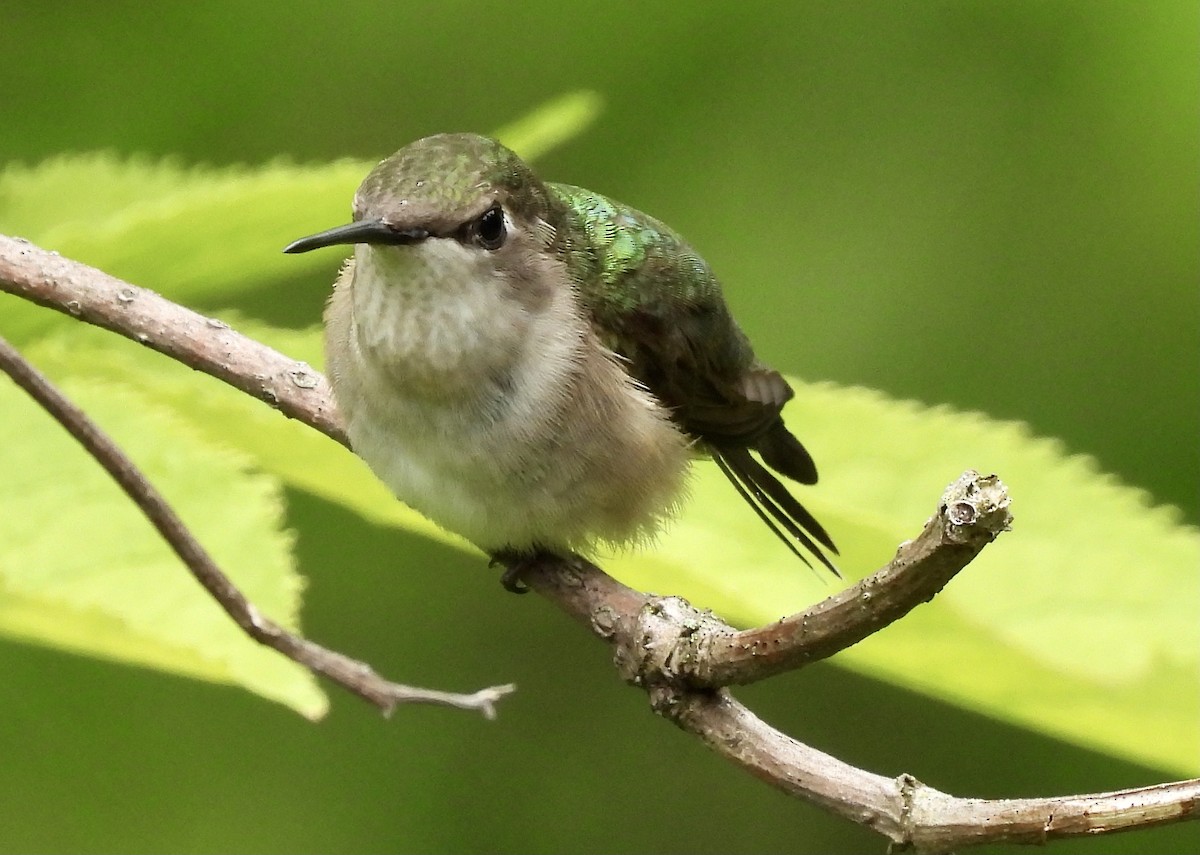 Ruby-throated Hummingbird - ML622052284