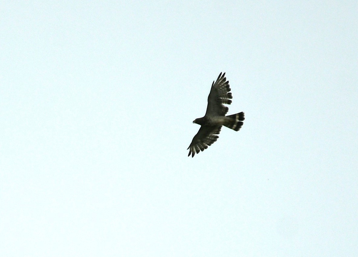 Broad-winged Hawk - ML622052286