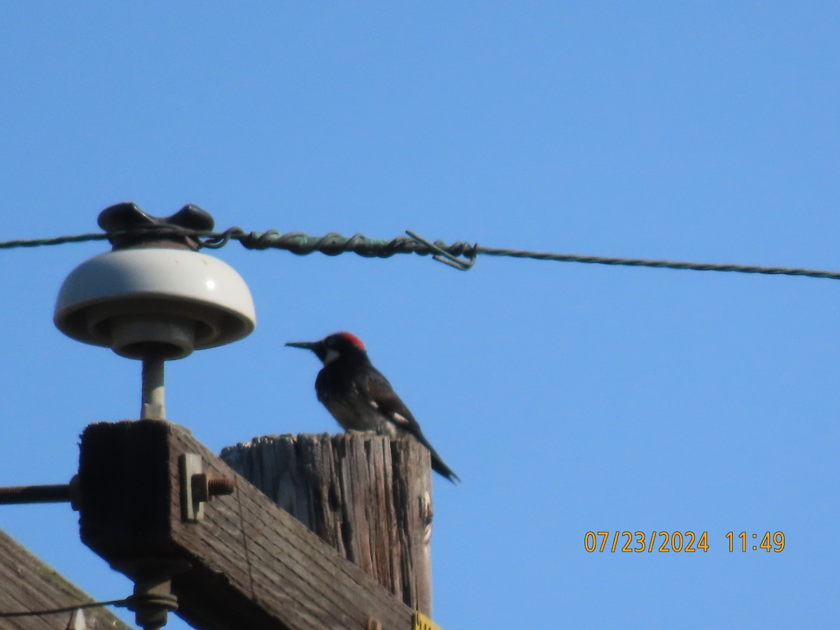 Acorn Woodpecker - ML622052289