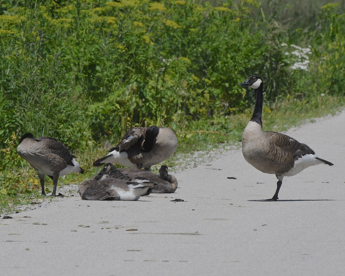 Canada Goose - ML622052290