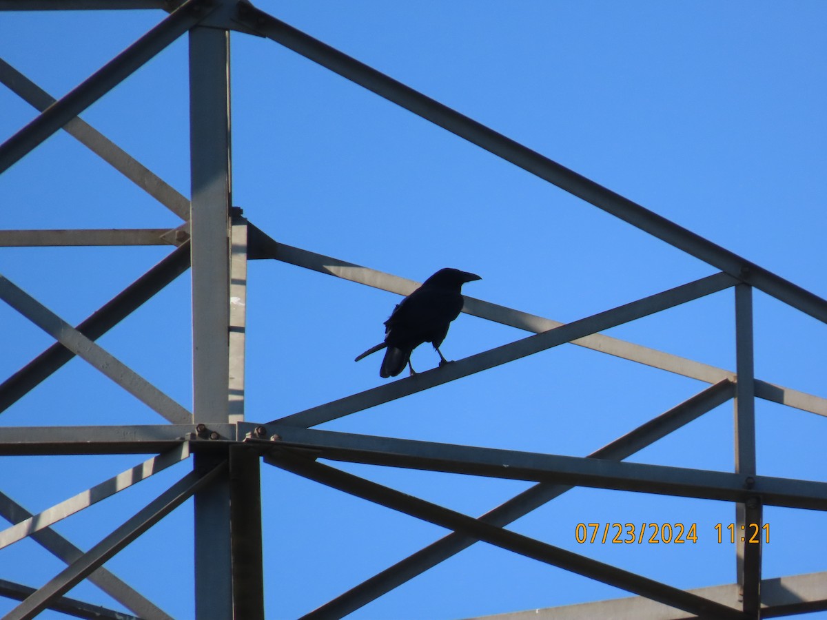 Common Raven - ML622052291