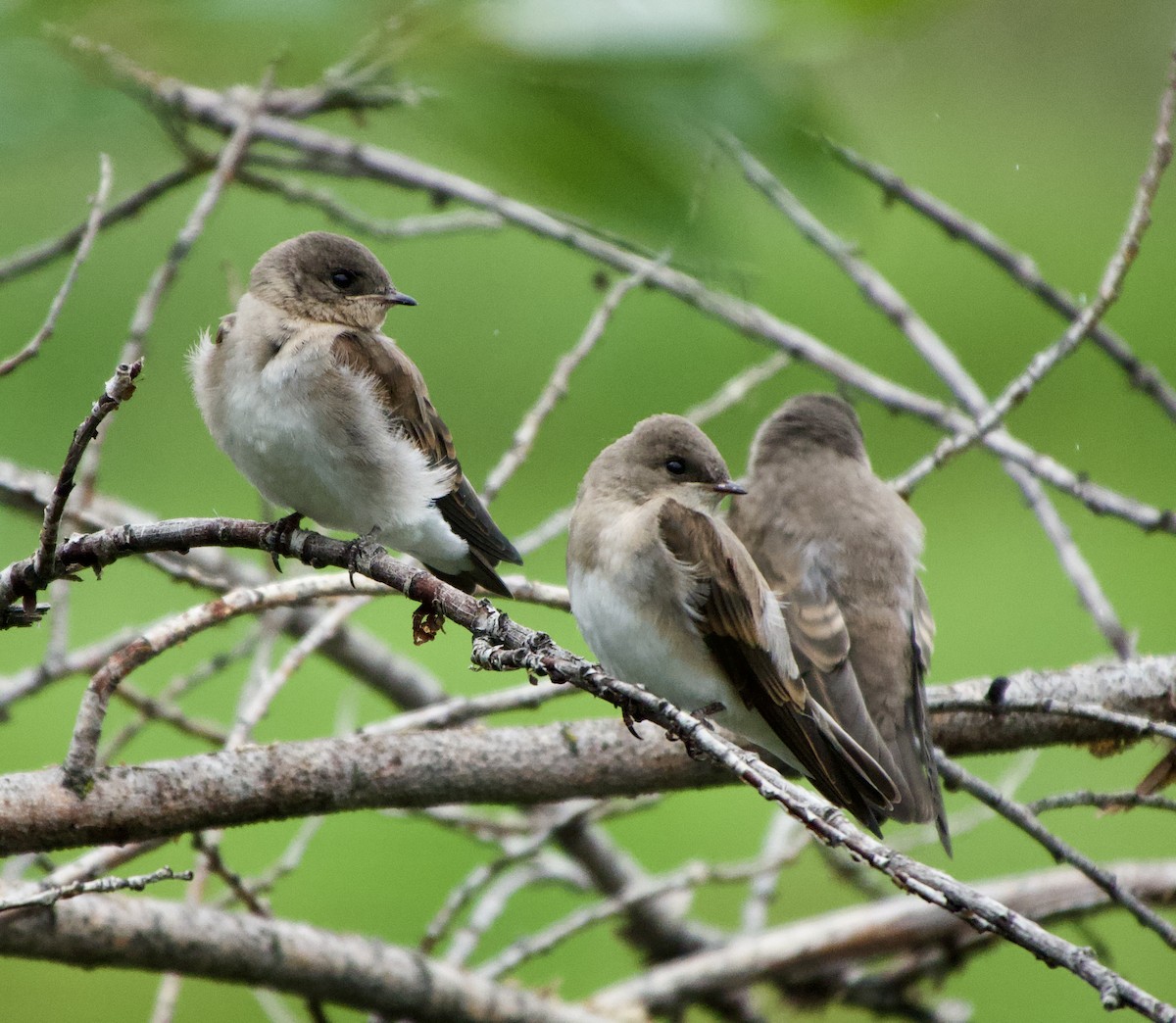 Northern Rough-winged Swallow - ML622052292
