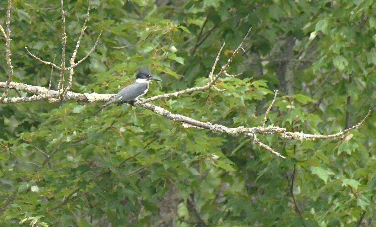 Belted Kingfisher - ML622052293