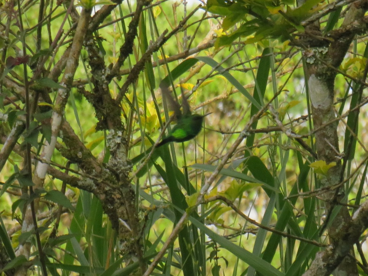 Western Emerald - ML622052295