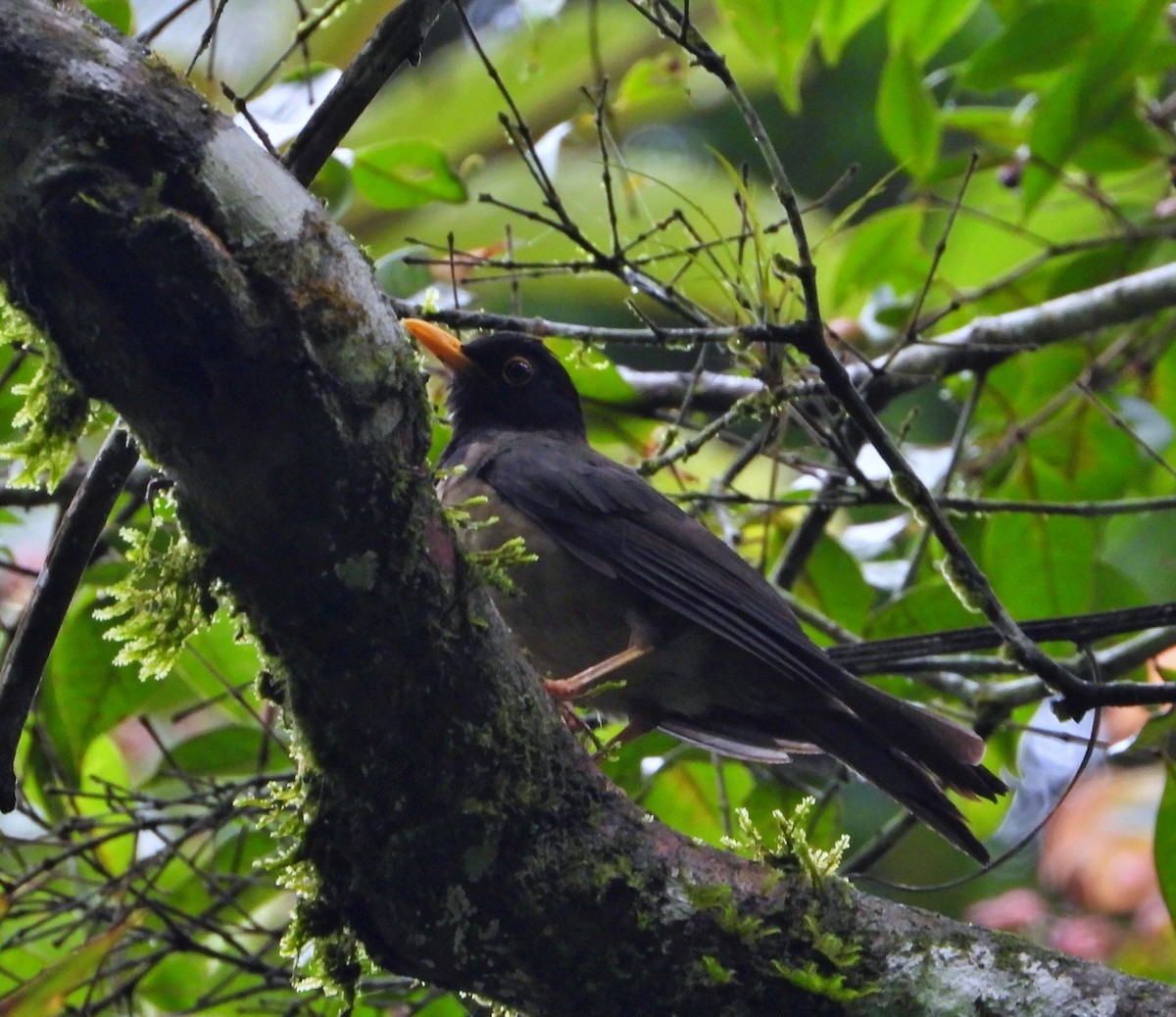 Black-hooded Thrush - ML622052296