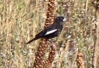 Lark Bunting - ML622052297