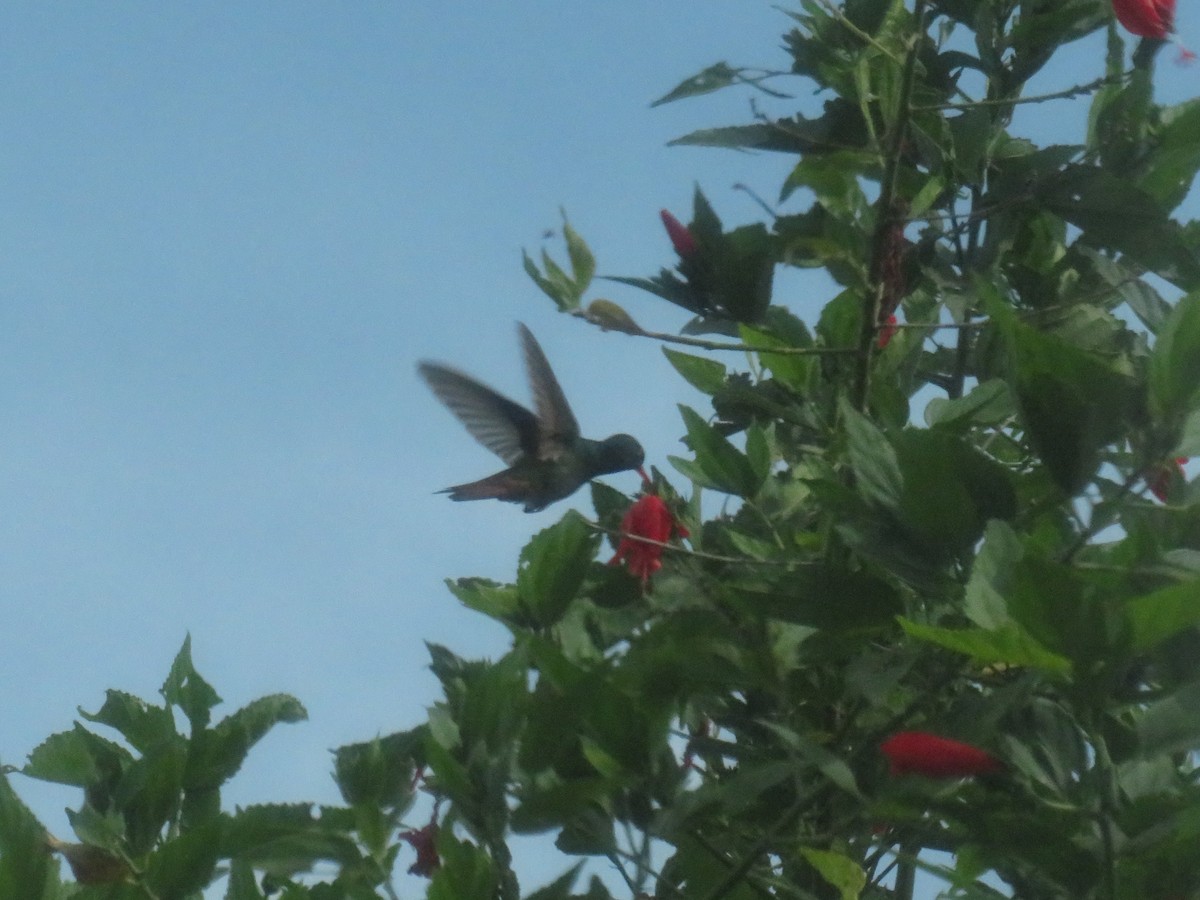 Rufous-tailed Hummingbird - ML622052299