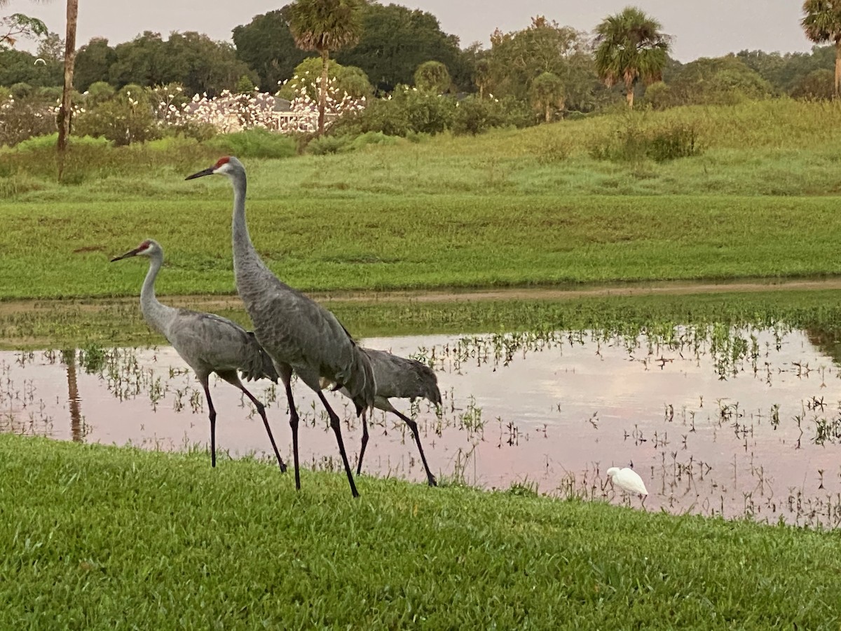 Sandhill Crane - Kevin Shaw