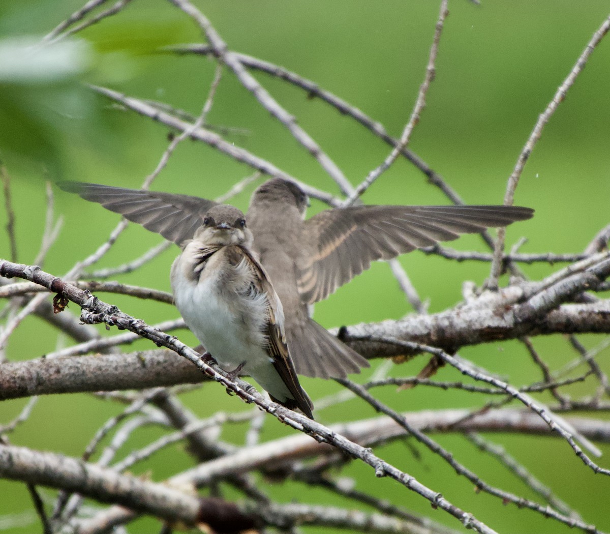 Northern Rough-winged Swallow - ML622052305